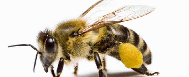  Does Yellow Attract Bees? Discover the Science Behind Bee Attraction and Color Preferences