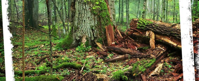  Discover Enchanting Attractions Near Muir Woods: Your Ultimate Guide to Nature's Wonders