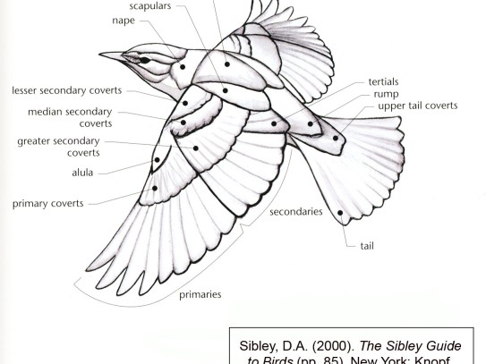 Discovering the Attractants: Wings of Termites That Draw Them In